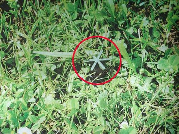 Im Gras ist eine sternförmige Struktur zu sehen. Der Bereich ist eingekringelt.